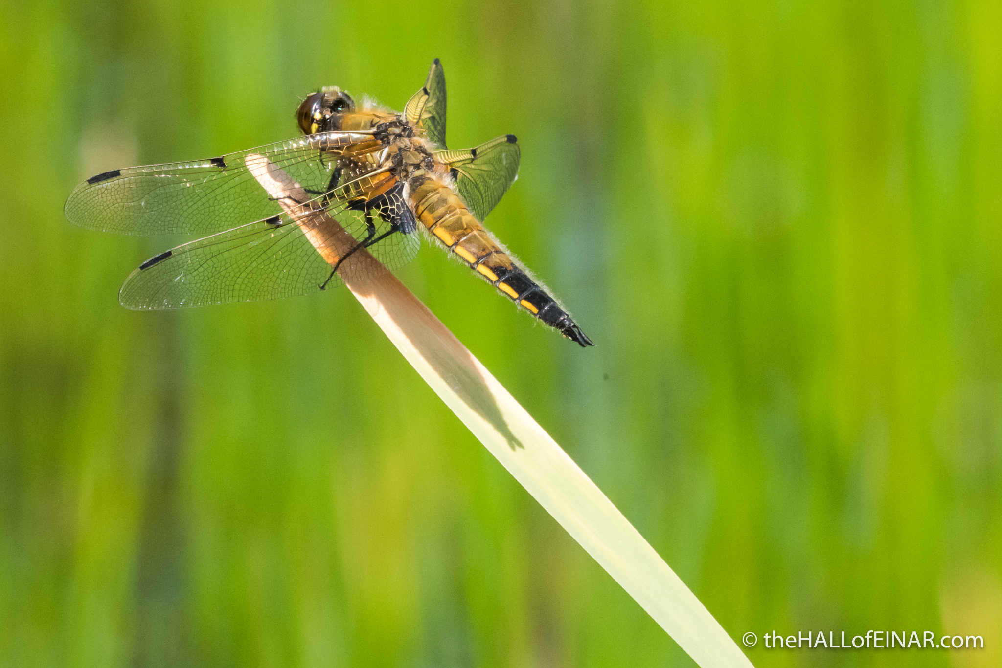 Four-Spotted Chaser - The Hall fo Einar - photograph (c) David Bailey (not the)