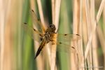 Four Spotted Chaser - The Hall of Einar - photograph (c) David Bailey (not the)