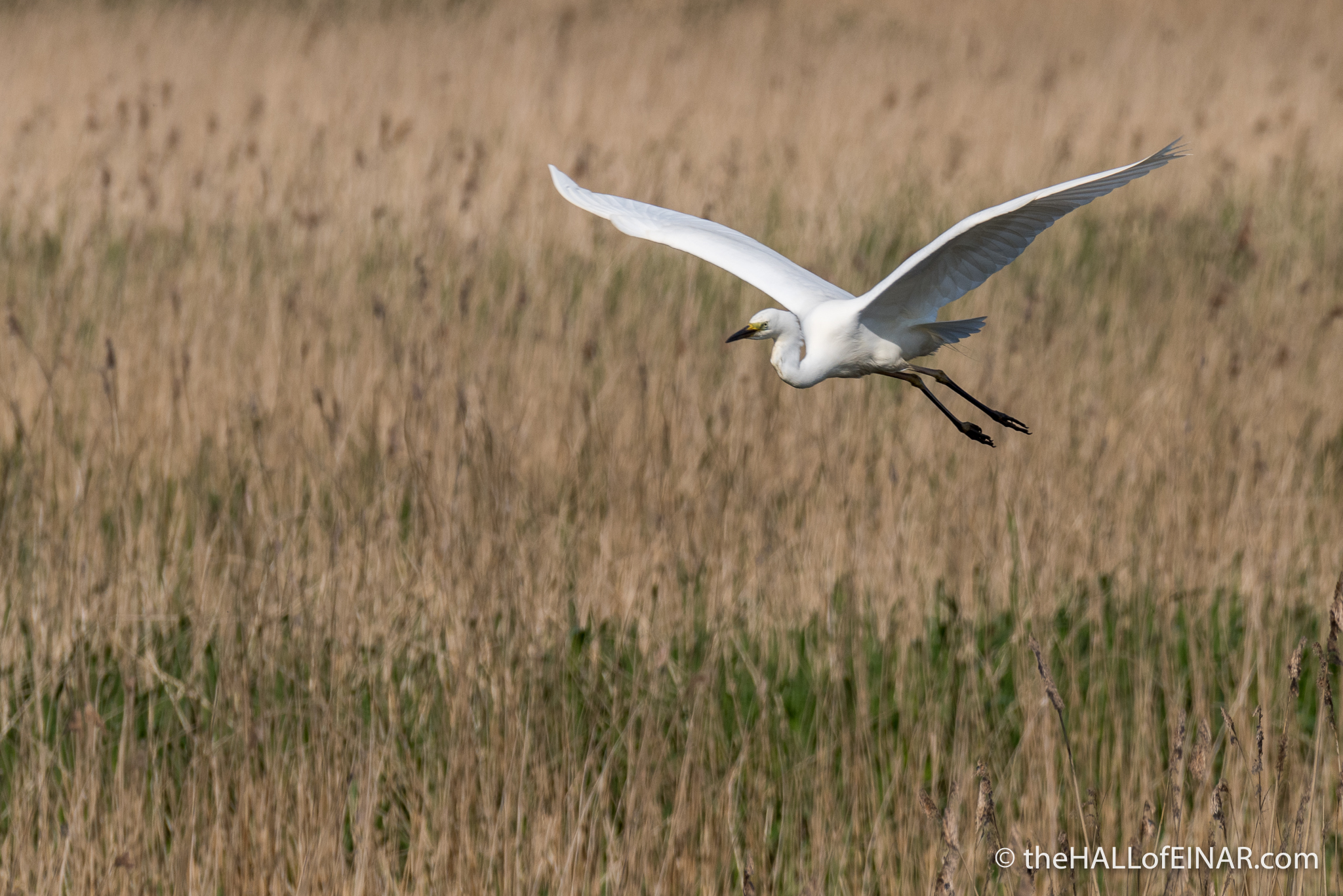 Great White Egret - The Hall of Einar - photograph (c) David Bailey (not the)
