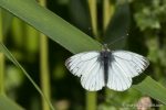 Green Veined White Butterfly - The Hall of Einar - photograph (c) David Bailey (not the)