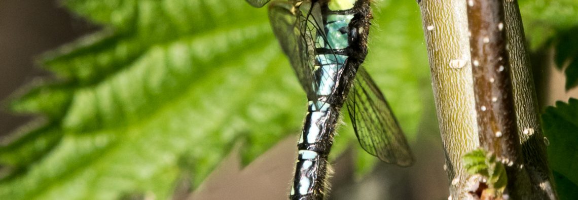 Hairy Dragonfly - The Hall of Einar - photograph (c) David Bailey (not the)