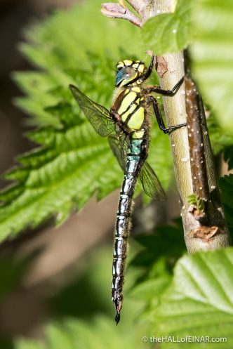 Hairy Dragonfly - The Hall of Einar - photograph (c) David Bailey (not the)