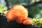 Jew's Ear Fungus - The Hall of Einar - photograph (c) David Bailey (not the)