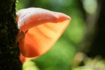 Jew's Ear Fungus - The Hall of Einar - photograph (c) David Bailey (not the)