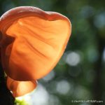 Jew's Ear Fungus - The Hall of Einar - photograph (c) David Bailey (not the)