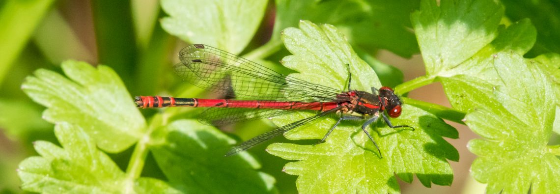 Large Red Damselfly - The Hall of Einar - photograph (c) David Bailey (not the)