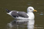 Lesser Black Backed Gull - The Hall of Einar - photograph (c) David Bailey (not the)
