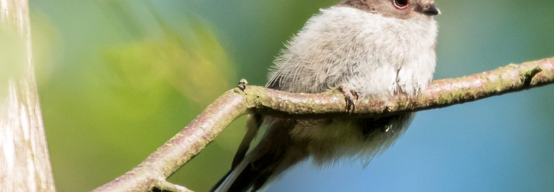 Long-Tailed Bushtit - Tudeley Woods - The Hall of Einar - photograph (c) David Bailey (not the)