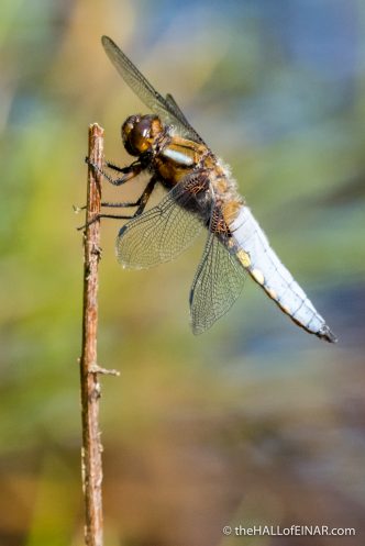 Male Broad Bodied Chaser - The Hall of Einar - photograph (c) David Bailey (not the)