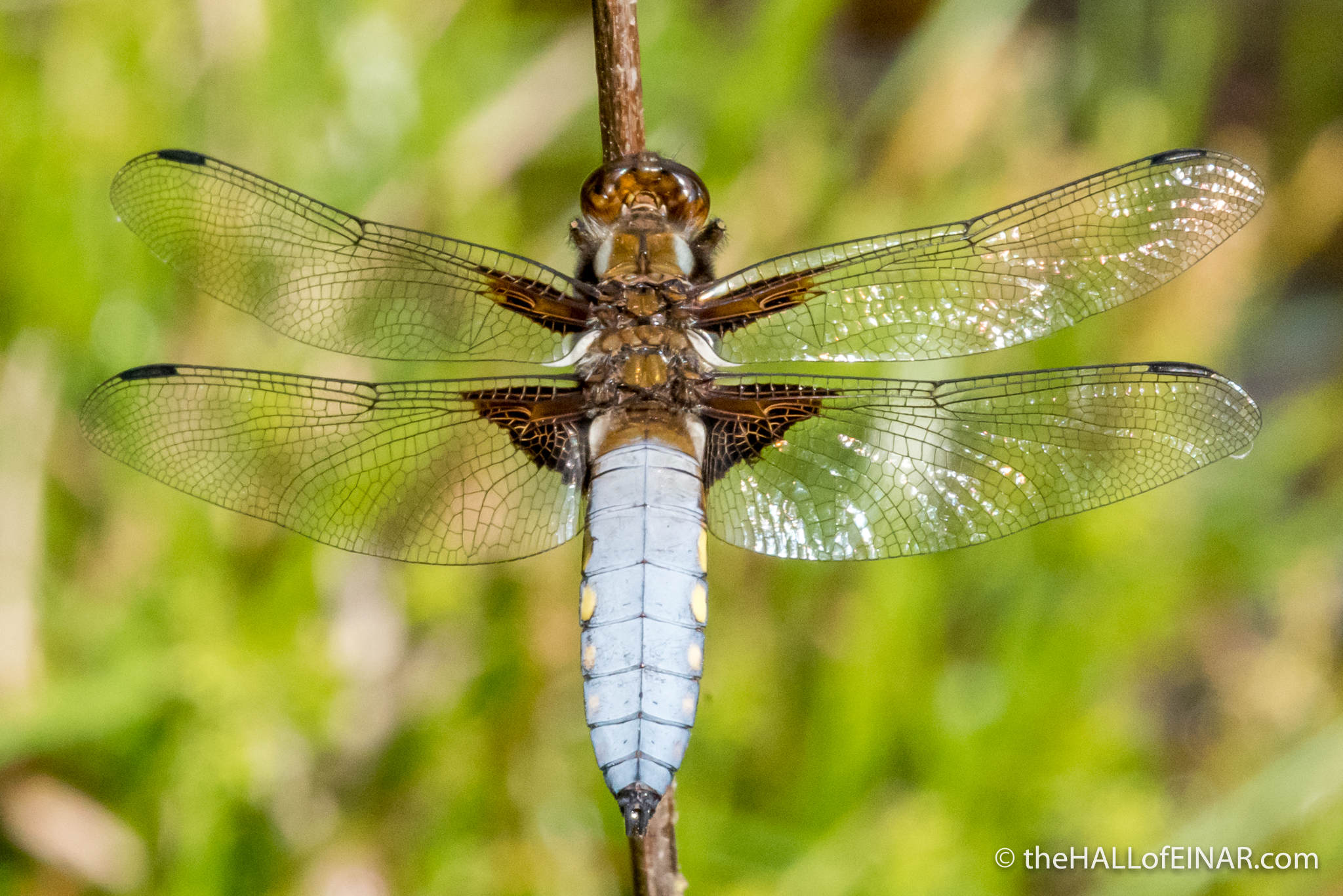 Male Broad Bodied Chaser - The Hall of Einar -  photograph (c) David Bailey (not the)