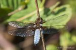 Male Broad Bodied Chaser - The Hall of Einar - photograph (c) David Bailey (not the)