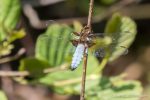 Male Broad Bodied Chaser - The Hall of Einar - photograph (c) David Bailey (not the)