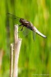Male Broad Bodied Chaser - The Hall of Einar - photograph (c) David Bailey (not the)