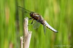 Male Broad Bodied Chaser - The Hall of Einar - photograph (c) David Bailey (not the)