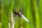 Male Broad Bodied Chaser - The Hall of Einar - photograph (c) David Bailey (not the)