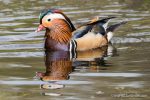 Male Mandarin - The Hall of Einar - photograph (c) David Bailey (not the)