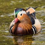 Male Mandarin - The Hall of Einar - photograph (c) David Bailey (not the)