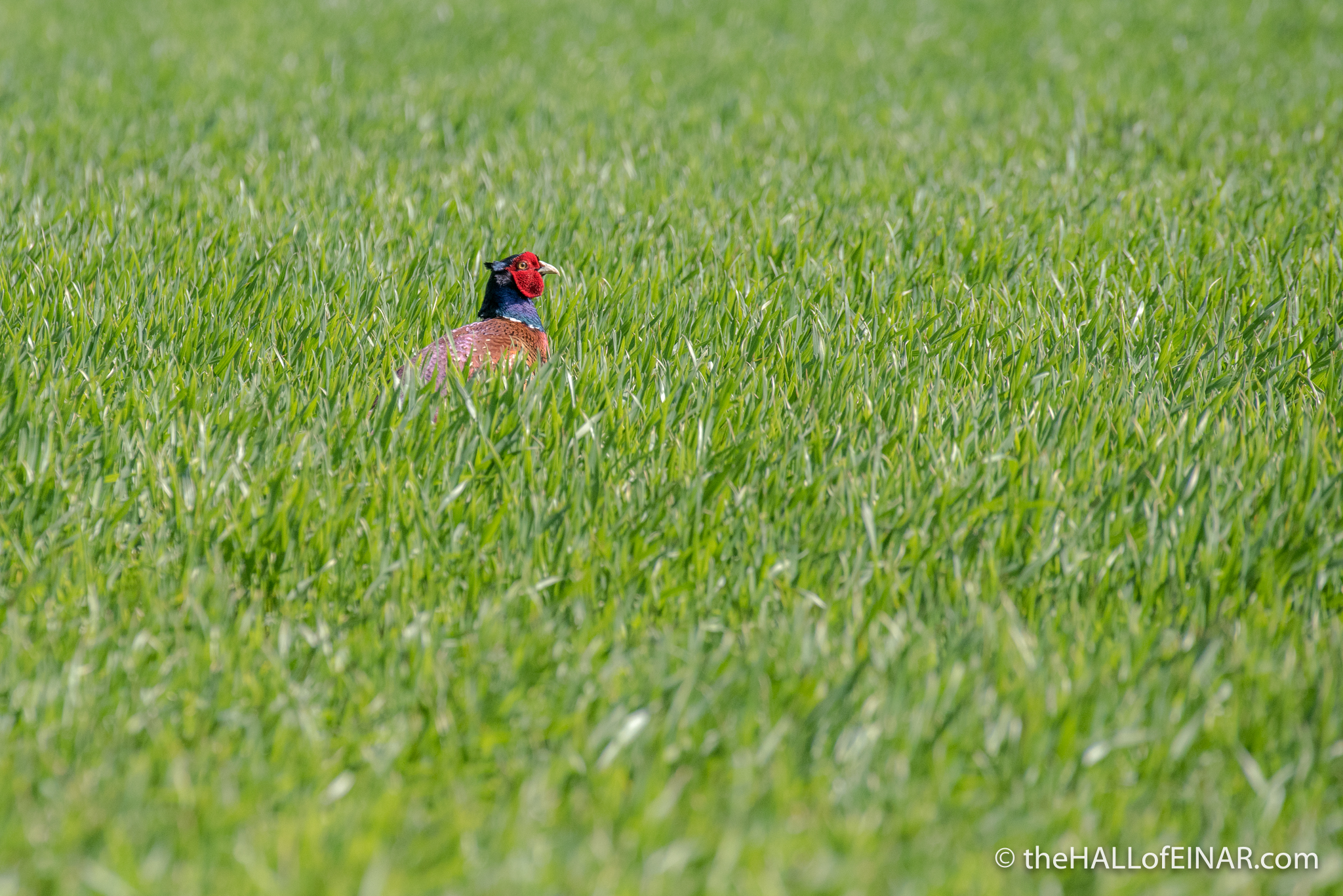 Male Pheasant - The Hall of Einar - photograph (c) David Bailey (not the)