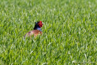 Male Pheasant - The Hall of Einar - photograph (c) David Bailey (not the)