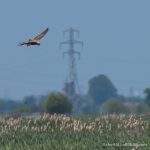 Marsh Harrier - The Hall of Einar - photograph (c) David Bailey (not the)