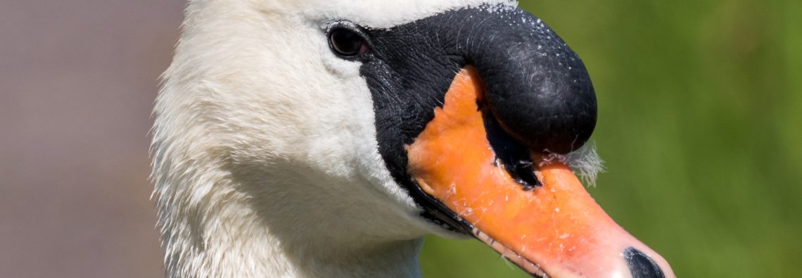 Mute Swan - The Hall of Einar - photograph (c) David Bailey (not the)