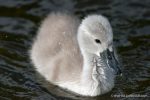 Mute Swans - The Hall of Einar - photograph (c) David Bailey (not the)