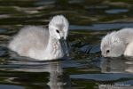 Mute Swans - The Hall of Einar - photograph (c) David Bailey (not the)