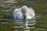Mute Swans - The Hall of Einar - photograph (c) David Bailey (not the)