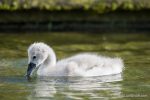 Mute Swans - The Hall of Einar - photograph (c) David Bailey (not the)