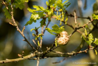 Oak Apple - The Hall of Einar - photograph (c) David Bailey (not the)