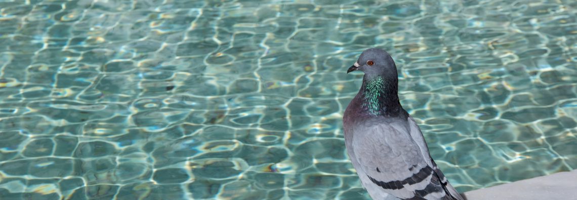 Pigeon - The Hall of Einar - photograph (c) David Bailey (not the)