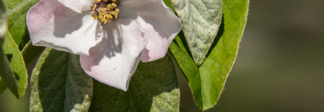 Quince - The Hall of Einar - photograph (c) David Bailey (not the)