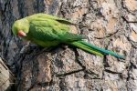 Rose-Ringed Parakeet - The Hall of Einar - photograph (c) David Bailey (not the)