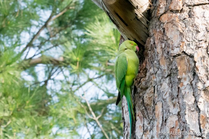 Roman Parakeets Rome’s Rose-Ringed Parakeets – David at the HALL of EINAR