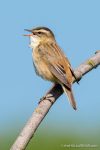Sedge Warbler - The Hall of Einar - photograph (c) David Bailey (not the)