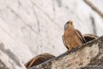 The Lesser Kestrels of Matera - The Hall of Einar - photograph (c) David Bailey (not the)