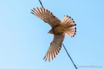 The Lesser Kestrels of Matera - The Hall of Einar - photograph (c) David Bailey (not the)