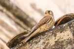 The Lesser Kestrels of Matera - The Hall of Einar - photograph (c) David Bailey (not the)