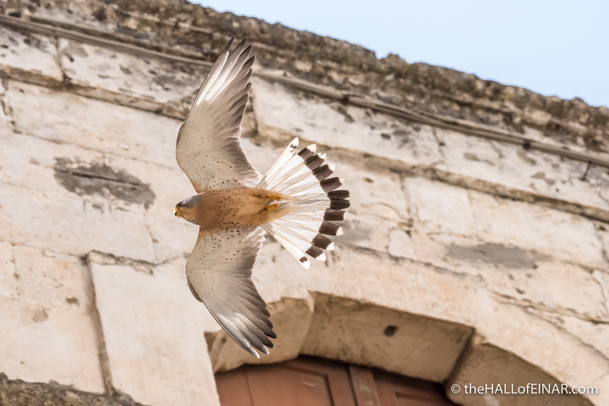 The Lesser Kestrels of Matera - The Hall of Einar - photograph (c) David Bailey (not the)
