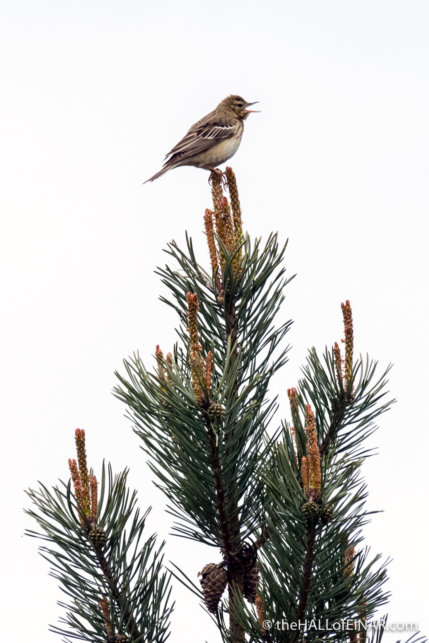 Tree Pipit - The Hall of Einar - photograph (c) David Bailey (not the)
