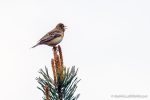 Tree Pipit - The Hall of Einar - photograph (c) David Bailey (not the)