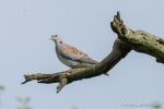 Turtle Dove - Otmoor - The Hall of Einar - photograph (c) David Bailey (not the)