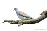 Turtle Dove - Otmoor - The Hall of Einar - photograph (c) David Bailey (not the)