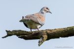 Turtle Dove - Otmoor - The Hall of Einar - photograph (c) David Bailey (not the)