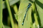 Variable Damselfly (Coenagrion pulchellum) - The Hall of Einar - photograph (c) David Bailey (not the)