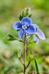 Wood Speedwell - The Hall of Einar - photograph (c) David Bailey (not the)