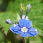 Wood Speedwell - The Hall of Einar - photograph (c) David Bailey (not the)