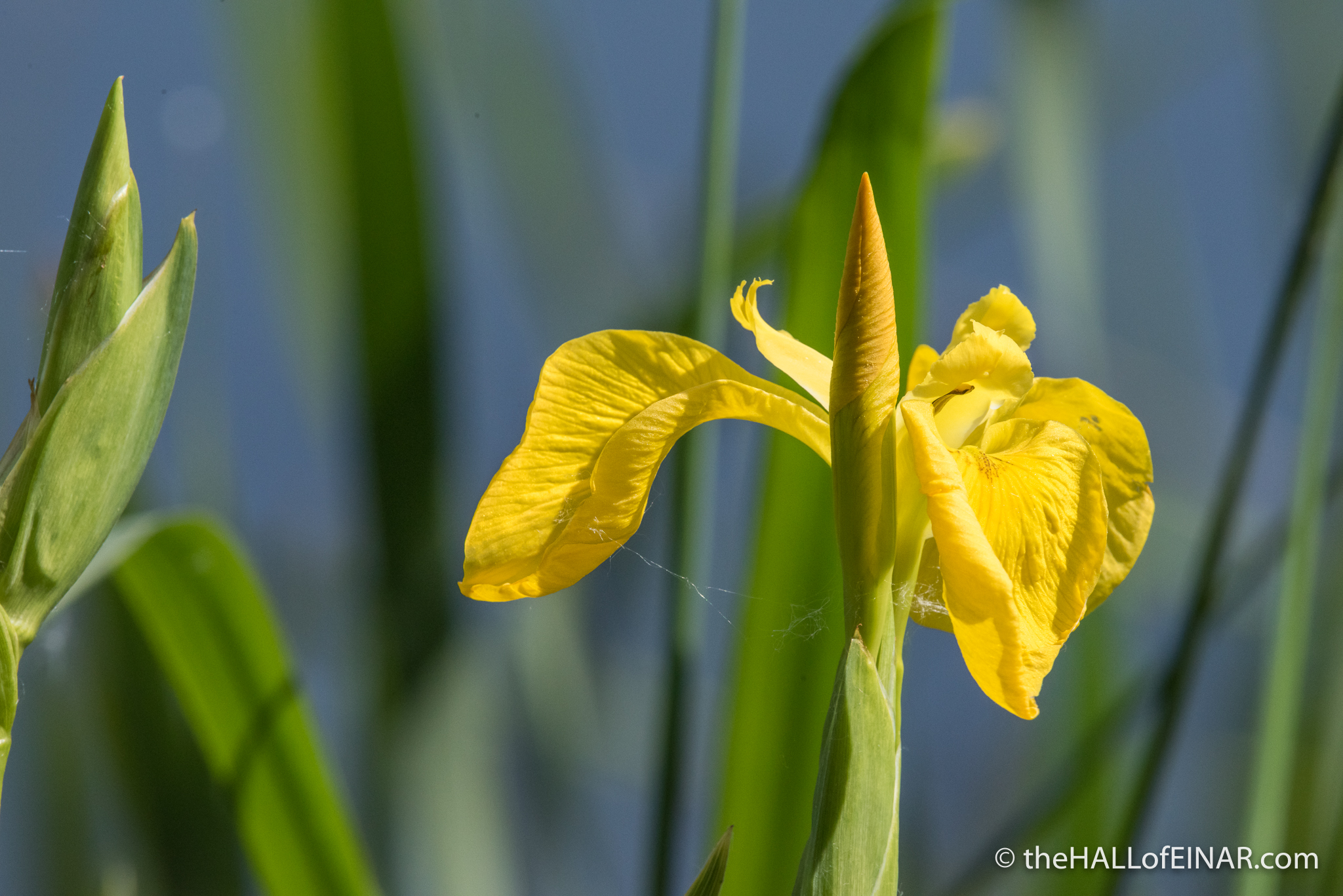 Yellow Flag Iris - The Hall of Einar - photograph (c) David Bailey (not the)