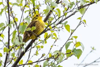 Yellowhammer - The Hall of Einar - photograph (c) David Bailey (not the)