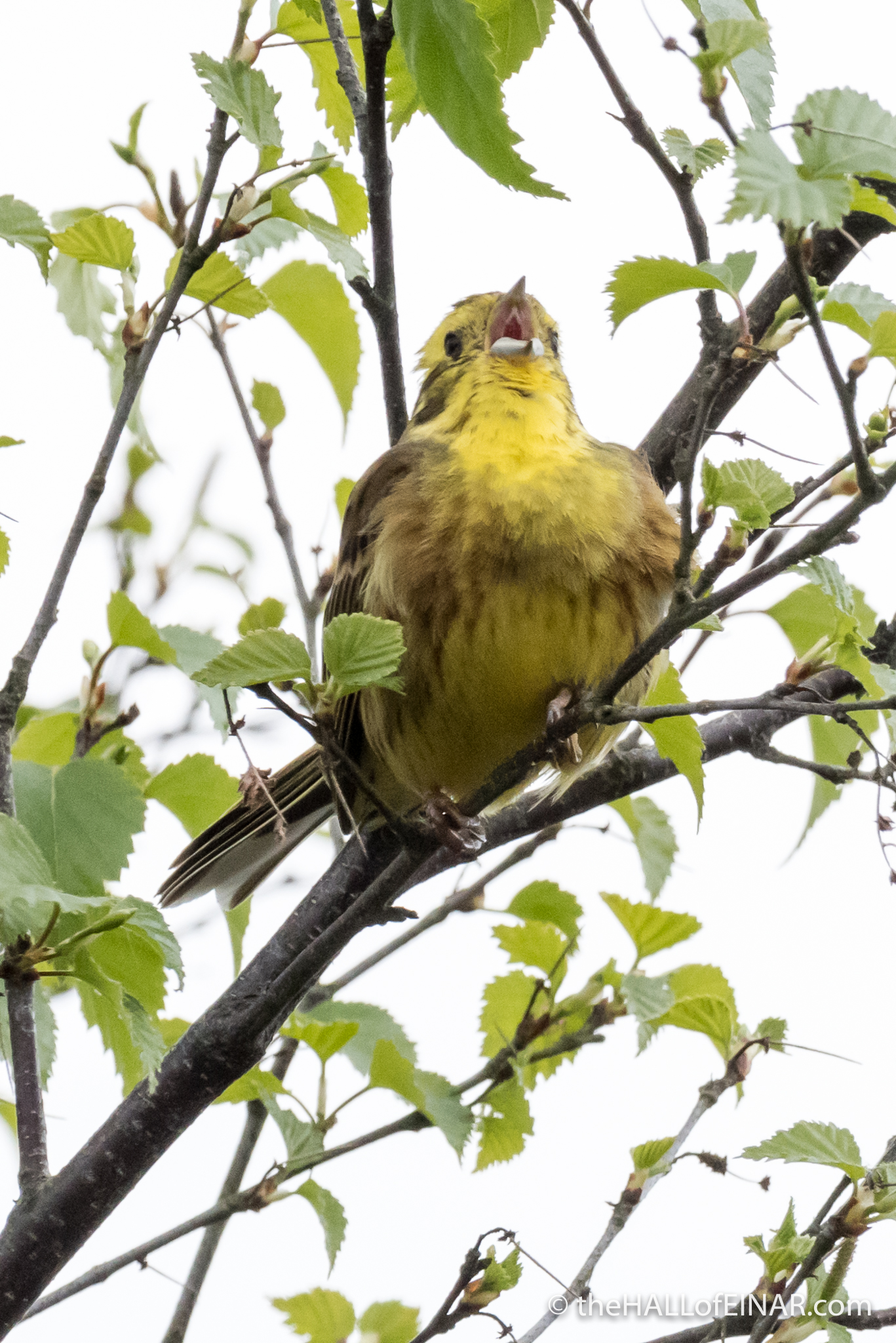 Yellowhammer - The Hall of Einar - photograph (c) David Bailey (not the)
